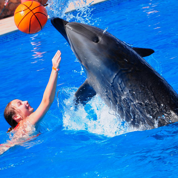 Spettacolo di delfini